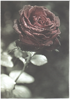 TS/17 C Kondolence