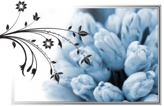 Kondolence - tulipány